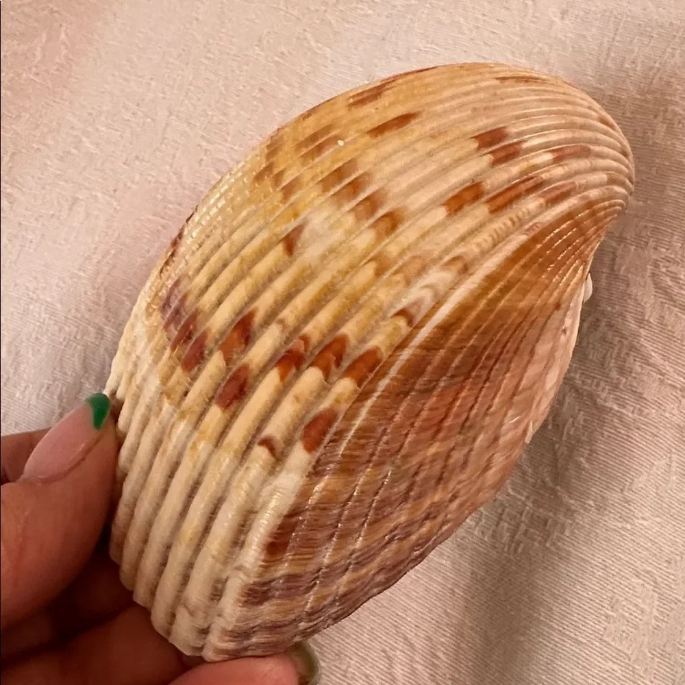 Sea Shells From Bahamas Florida Small Clams - Picture 3 of 8